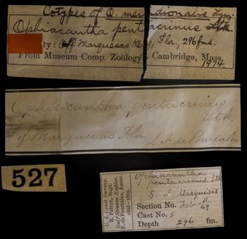 Media type: image;   Invertebrate Zoology OPH-1974 Description: Labels for this specimen included in the specimen tray.;  Aspect: labels